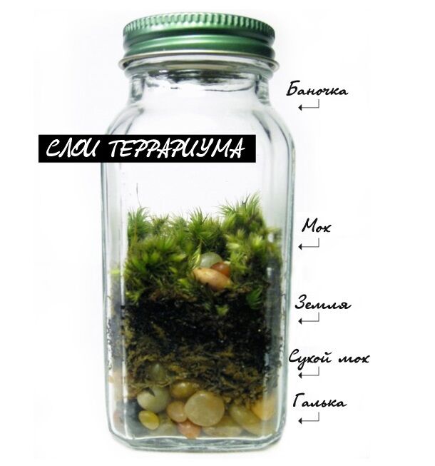 Как создать домашний "бутылочный сад"