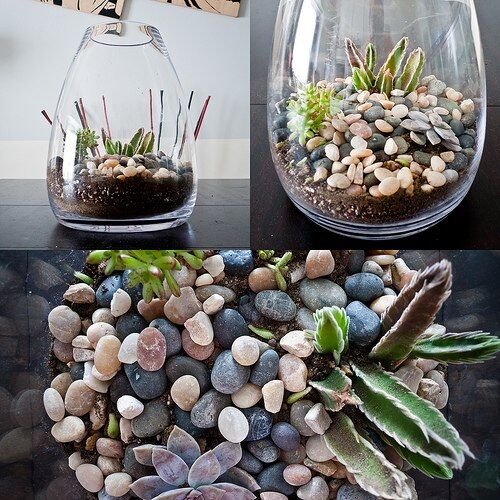 Как создать домашний "бутылочный сад"