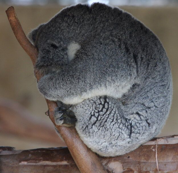 20 невероятно милых спящих коал