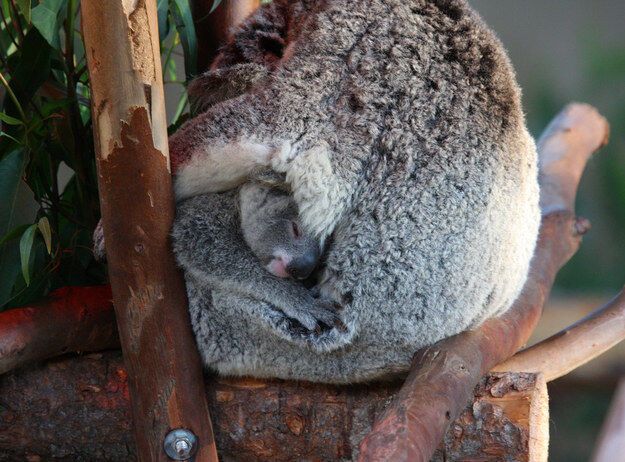 20 невероятно милых спящих коал