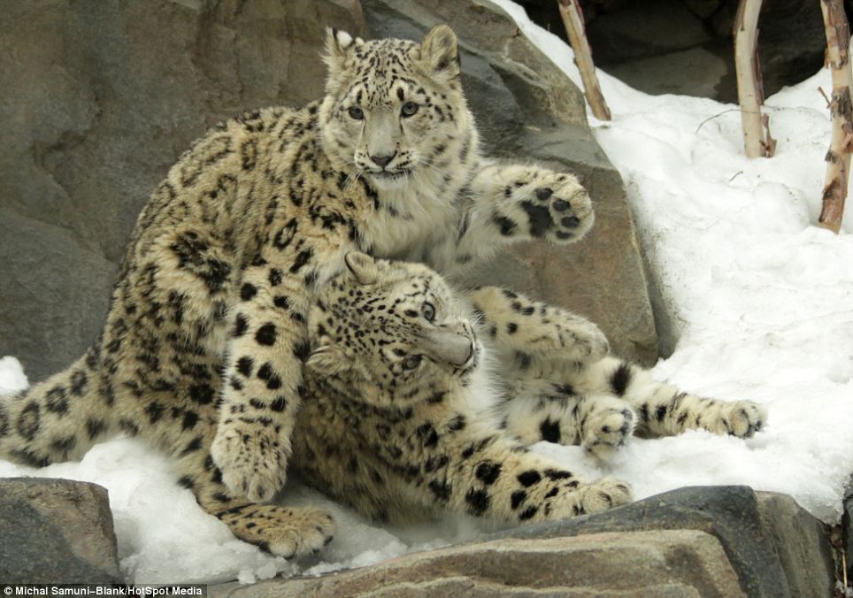 Урок кунг-фу от невероятно красивых снежных леопардов