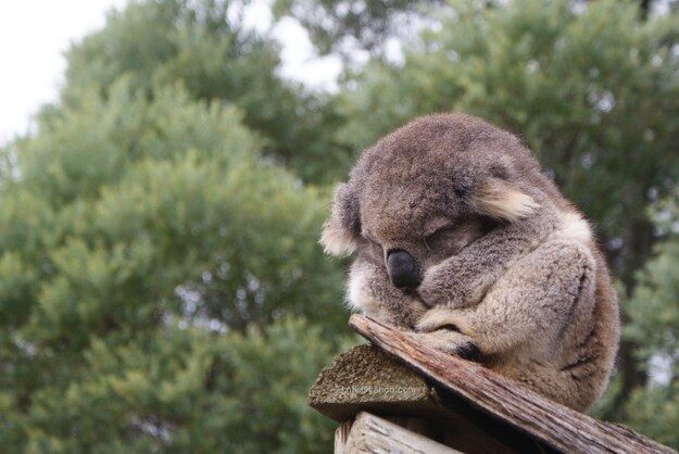 20 невероятно милых спящих коал
