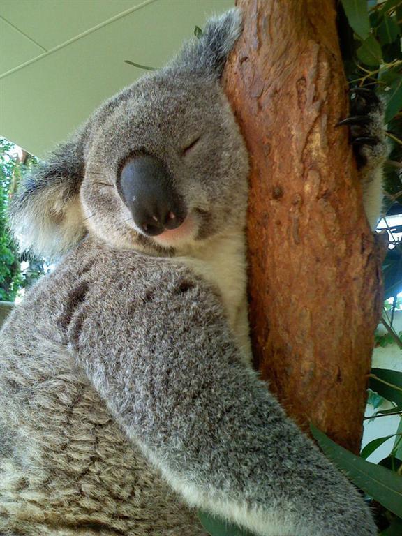 20 невероятно милых спящих коал