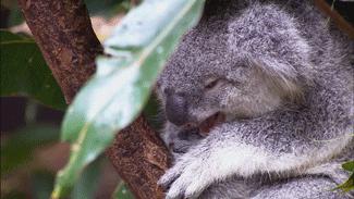 20 невероятно милых спящих коал
