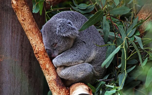 20 невероятно милых спящих коал