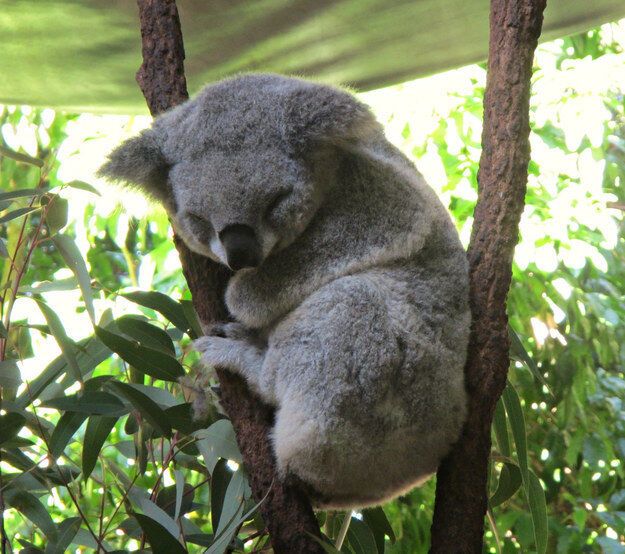 20 невероятно милых спящих коал