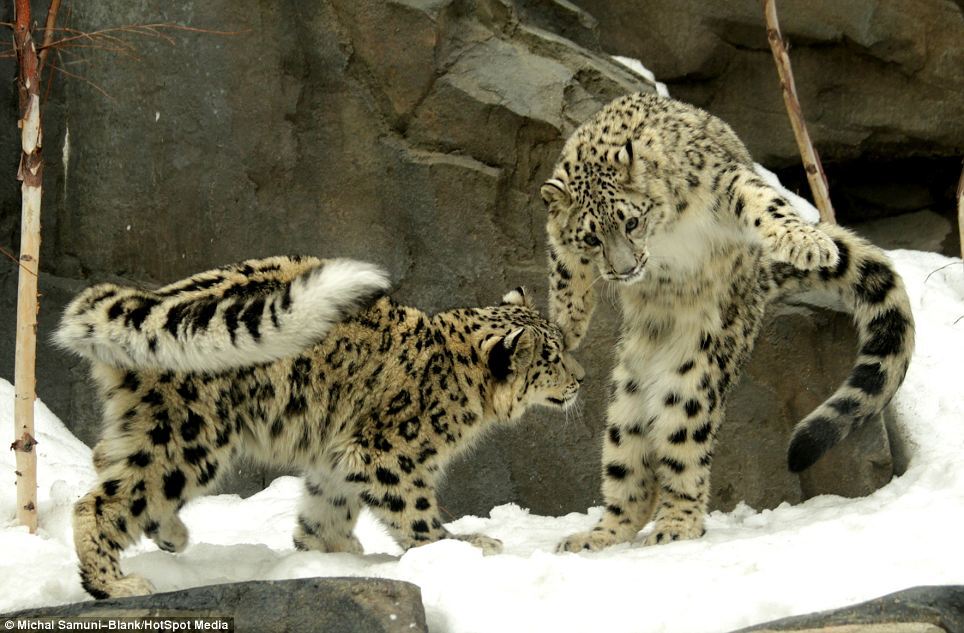 Урок кунг-фу от невероятно красивых снежных леопардов