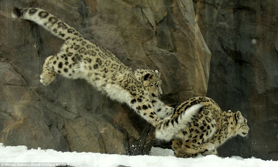 Урок кунг-фу от невероятно красивых снежных леопардов