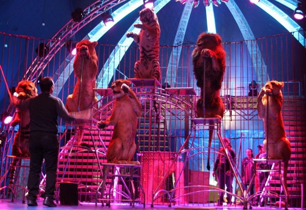 Путешествие в мир больших кошек: что мы увидим в новой программе цирка "Кобзов"