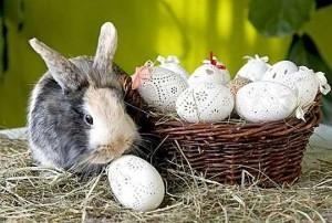 Тайна кролика, несущего яйца