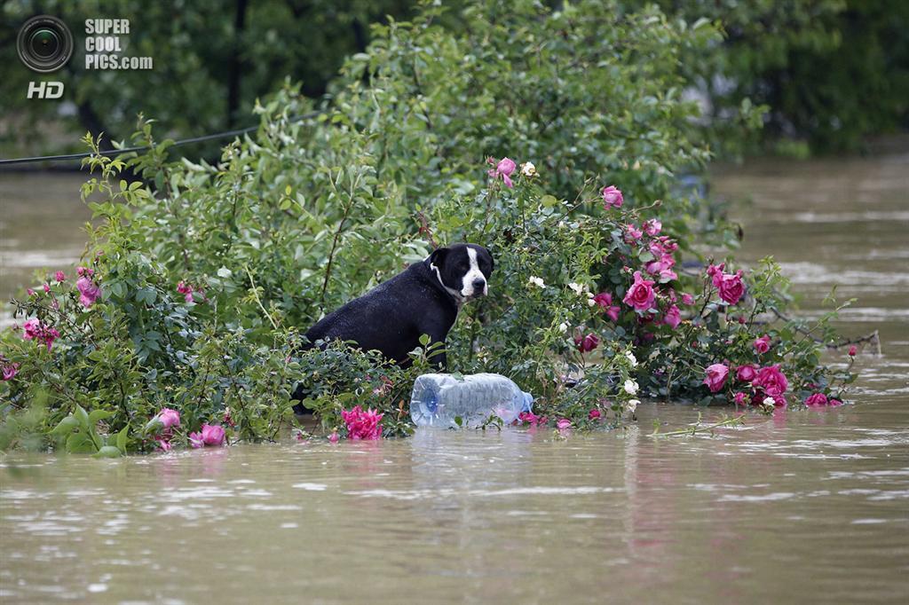 Сербия, Босния и Герцеговина ушли под воду