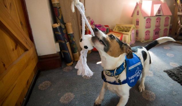 В Британии пес, который умеет стирать, ухаживает за больной хозяйкой