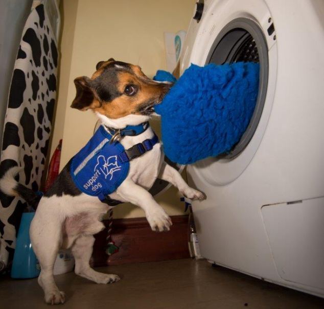 В Британии пес, который умеет стирать, ухаживает за больной хозяйкой