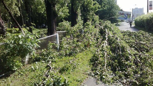 В Киеве из-за бури повалены деревья, разбиты несколько авто