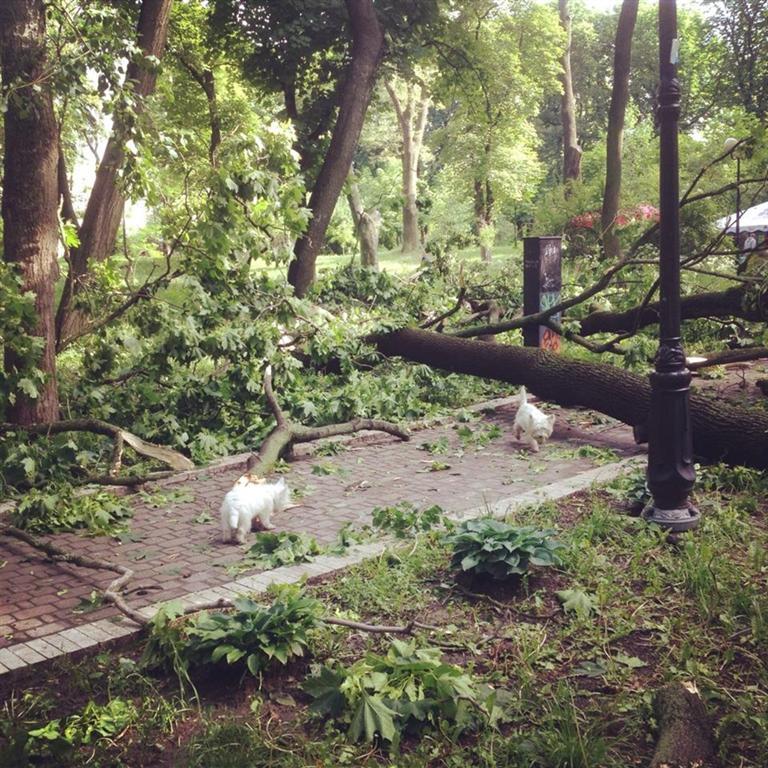 В Киеве ураган сносил деревья и столбы 