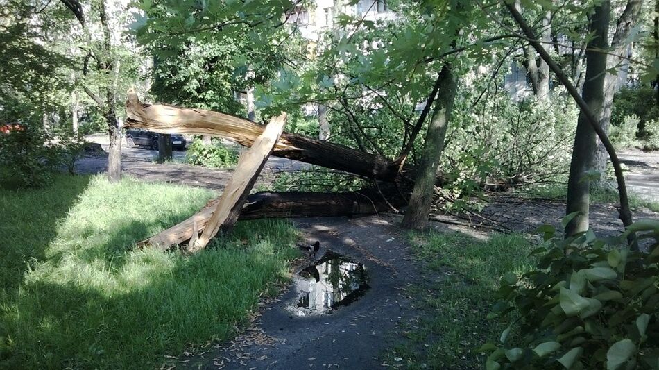 У Києві ураган зносив дерева і стовпи 