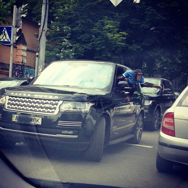 В центре Киева видели обезьяну в джипе. Фотофакт