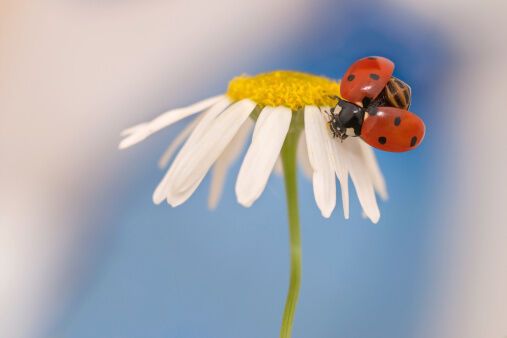 14 интересных фактов божьих коровках
