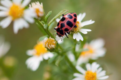 14 интересных фактов божьих коровках