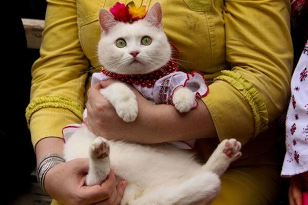 Вышиванка для кота – новый украинский тренд