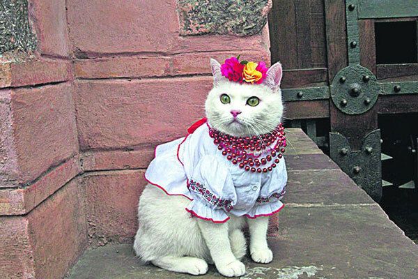 Вышиванка для кота – новый украинский тренд