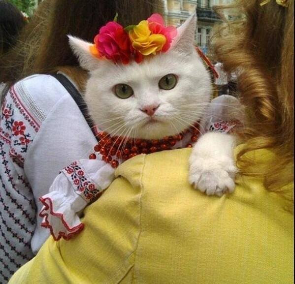 Вышиванка для кота – новый украинский тренд