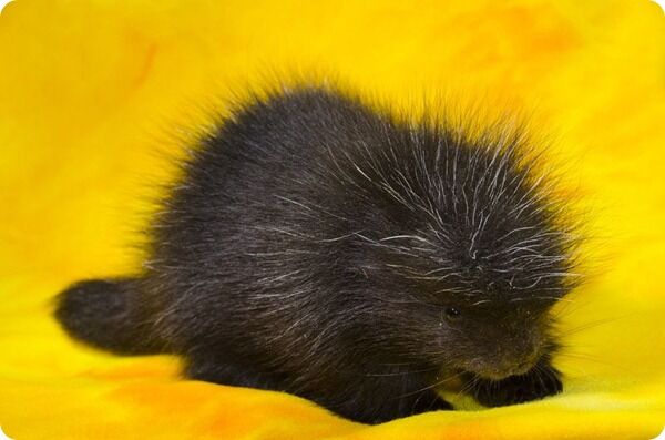 Детеныш поркупина из зоопарка Вудленд-Парк