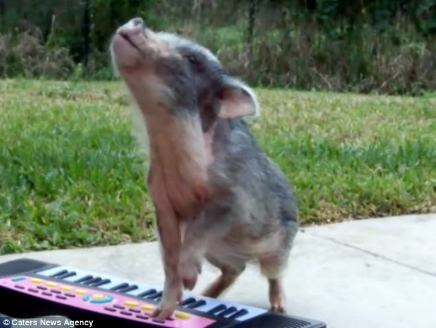 Свинья-модница покорила интернет игрой на пианино