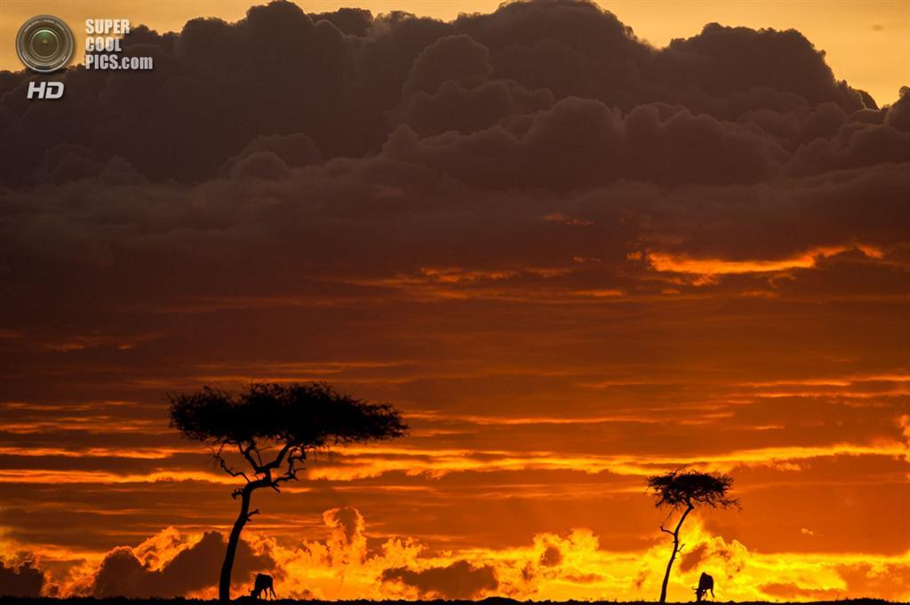 Масаи-Мара: Закаты и рассветы