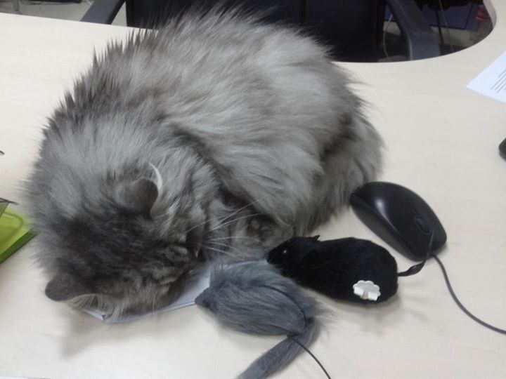 Кішка Бориса Ложкіна веде сторінку в Facebook