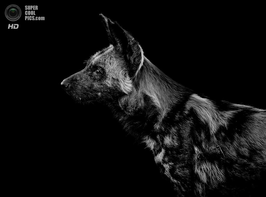 Чувственные чёрно-белые портреты диких животных