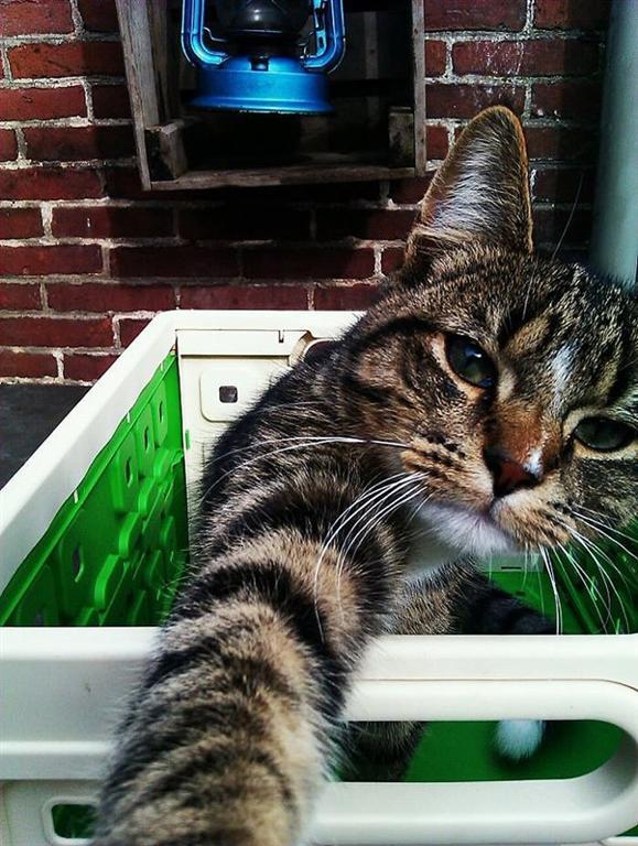 20 лучших "селфи" котов