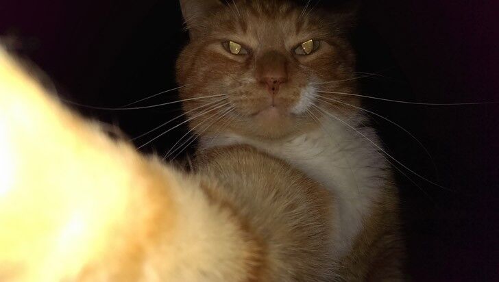 20 лучших "селфи" котов