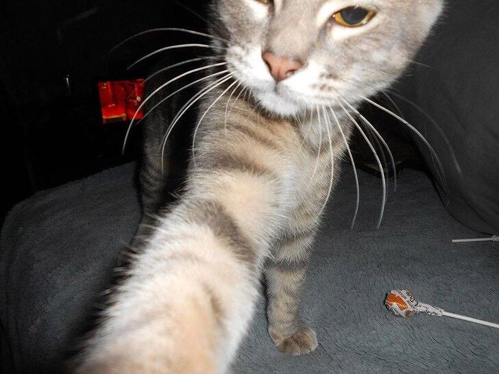 20 лучших "селфи" котов