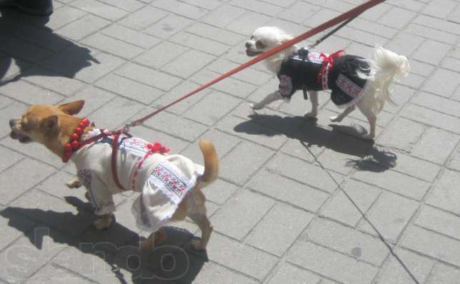 Украинцы одевают в вышиванки собак, авто и мобильные телефоны
