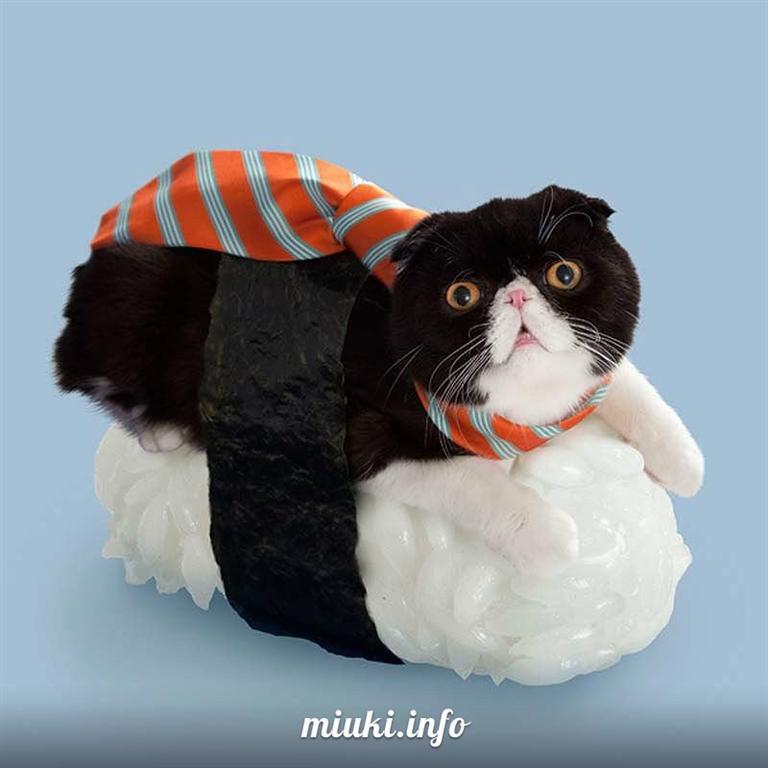 Котосуши покорили Японию