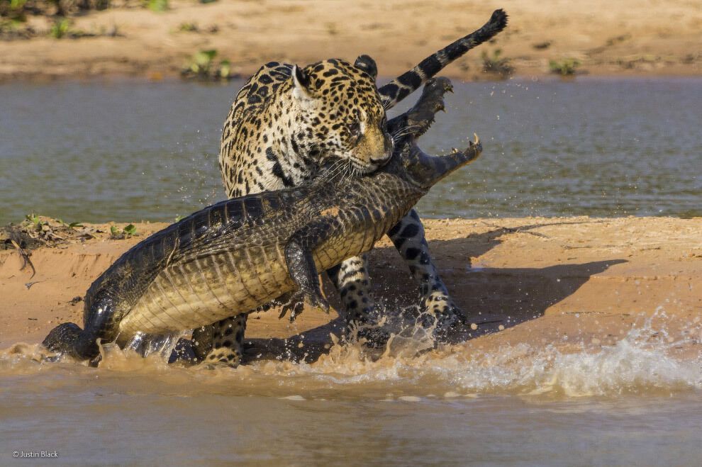 Фотоконкурс Wildlife Photograher of the Year 2014