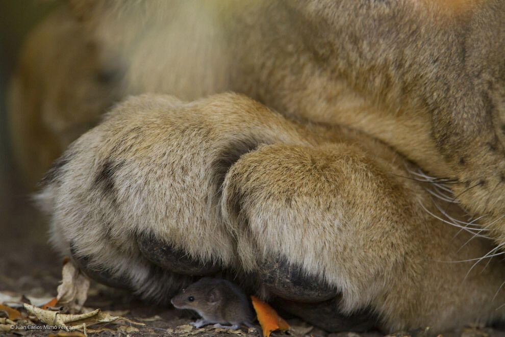 Фотоконкурс Wildlife Photograher of the Year 2014