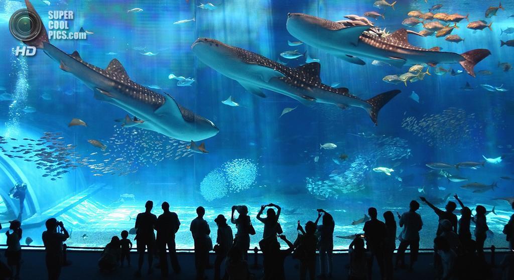Топ-5 найбільш величезних акваріумів в світі