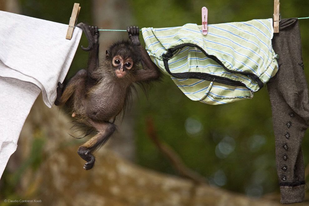 Фотоконкурс Wildlife Photograher of the Year 2014