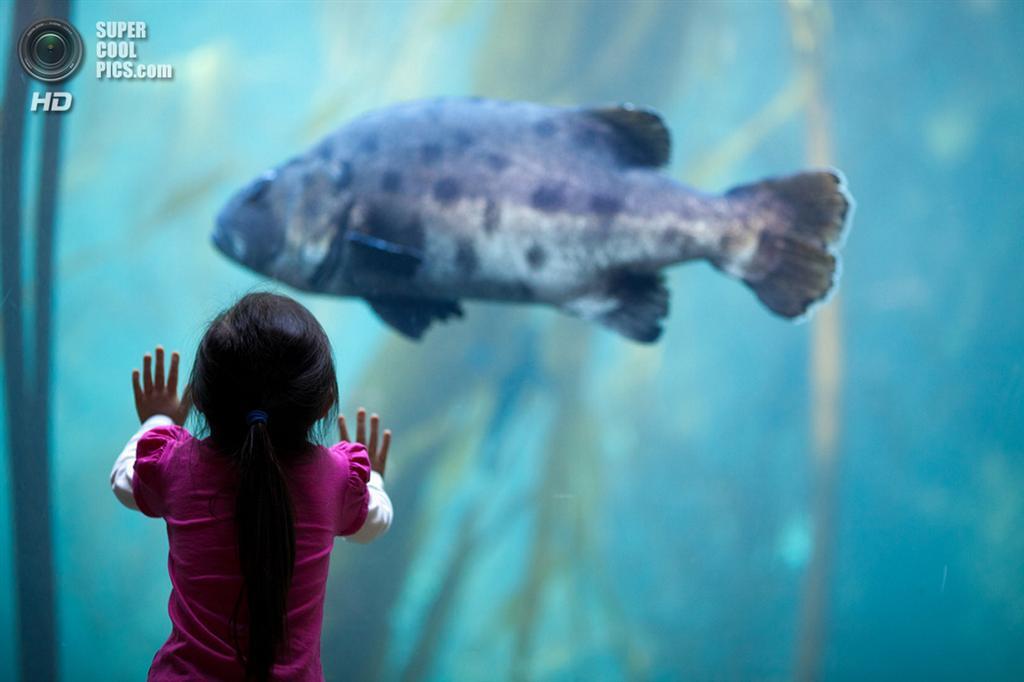 Топ-5 самых огромных аквариумов в мире