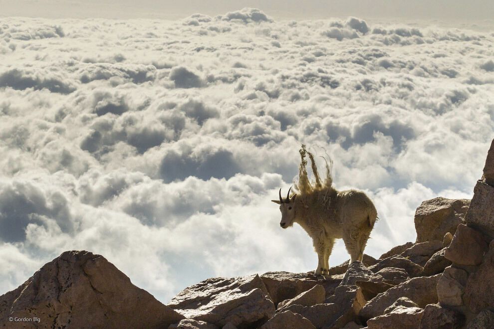 Фотоконкурс Wildlife Photograher of the Year 2014