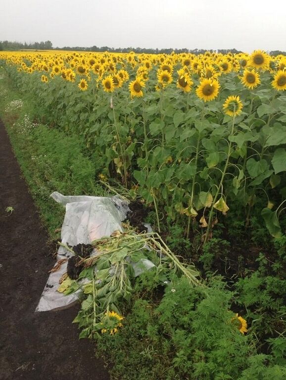 З'явилися нові фотографії з місця катастрофи авіалайнера на Донбасі (18 +)