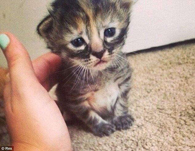 Грустный котенок - новая звезда интернета