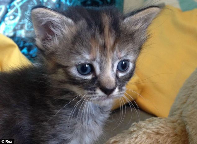 Грустный котенок - новая звезда интернета