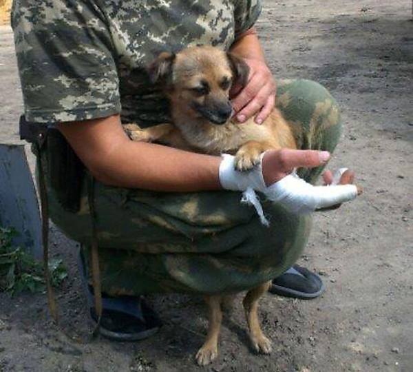 В соцсети появились фотоальбомы котов и собак из зоны АТО