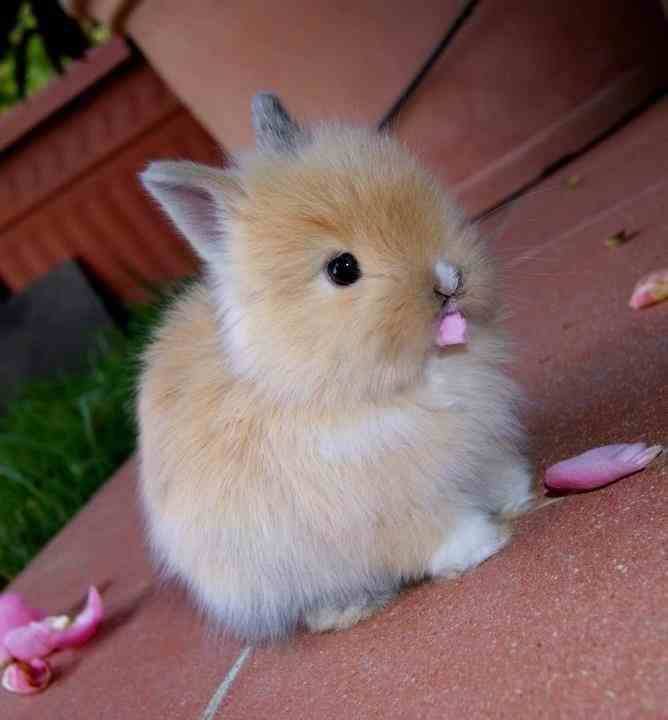 Фото веселого кролика підірвали інтернет