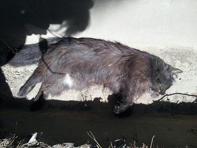 В Ташкенте массово убивают собак и котов ко дню независимости страны