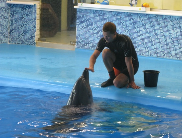 Донецькі морські котики і дельфіни стали вимушеними переселенцями