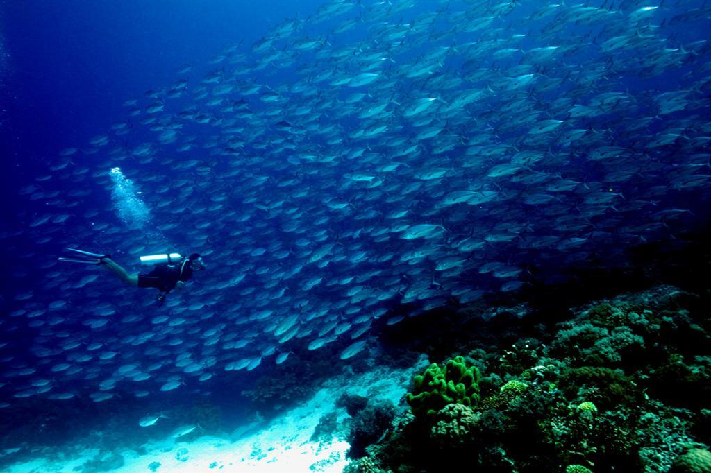 Рейтинг найдивовижніших коралових рифів у світі